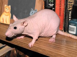 Hairless Rats